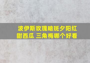 波伊斯玫瑰暗斑夕阳红甜西瓜 三角梅哪个好看